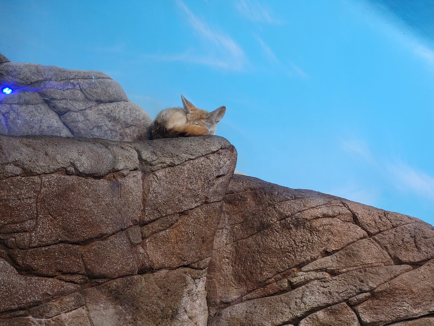 Cincinnati 5/22 - Night Hunters, fennec fox