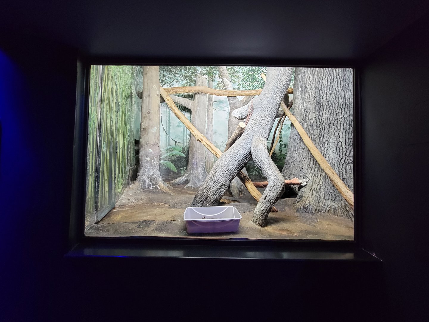 Cincinnati 5/22 - Night Hunters, large spotted genet exhibit #1