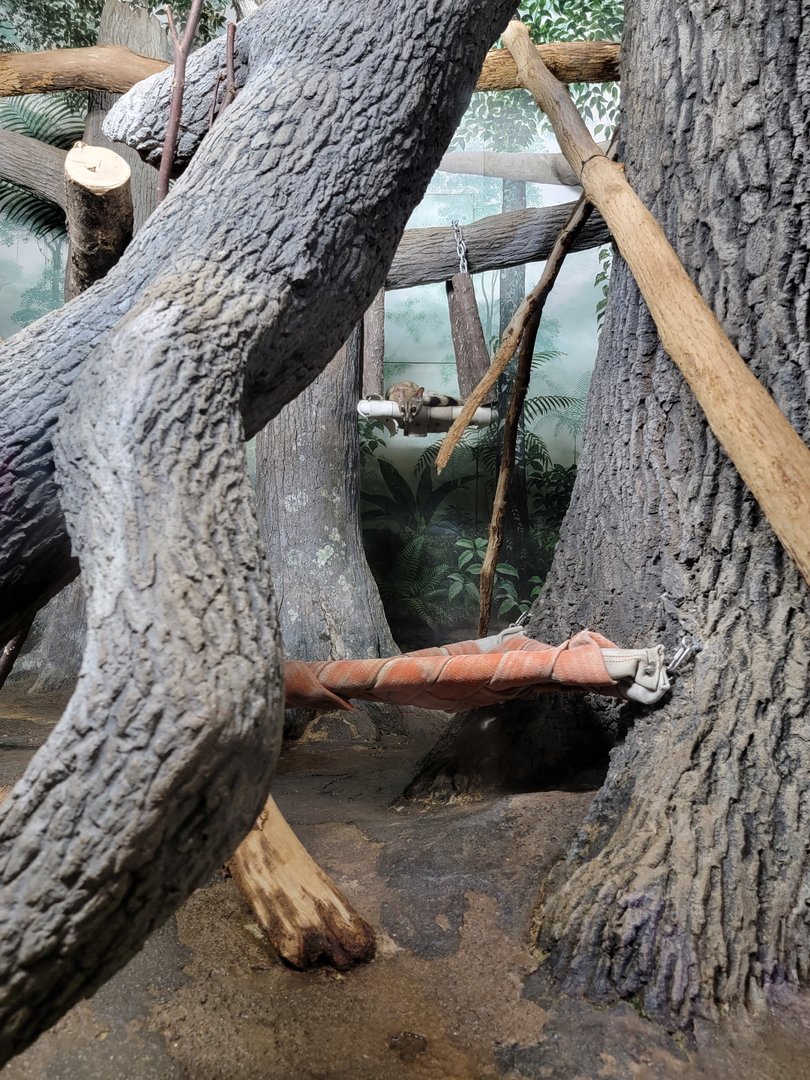 Cincinnati 5/22 - Night Hunters, large spotted genet exhibit #1