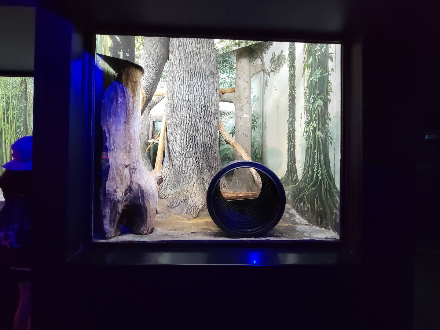 Cincinnati 5/22 - Night Hunters, large spotted genet exhibit #1