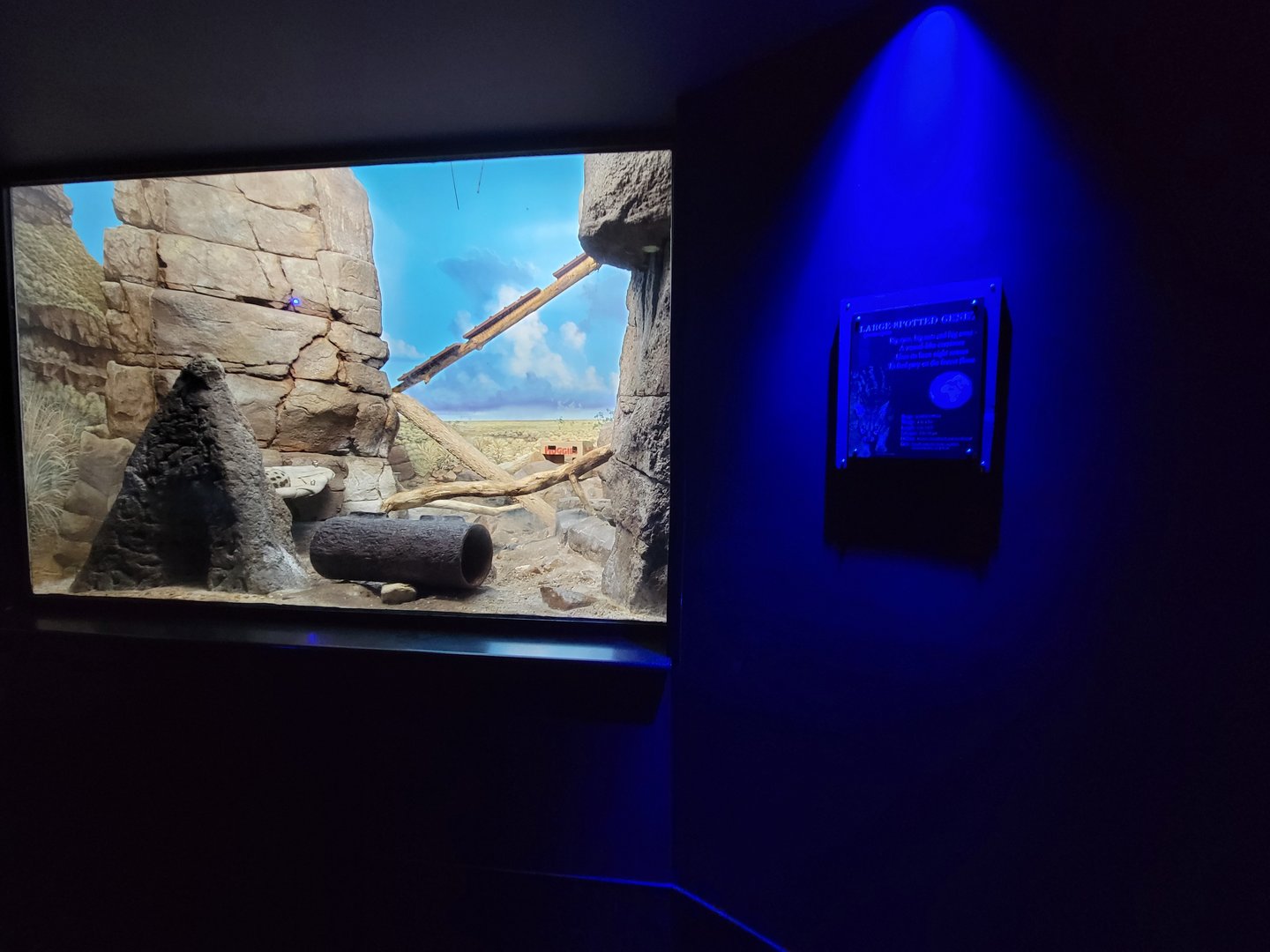 Cincinnati 5/22 - Night Hunters, large spotted genet exhibit #2