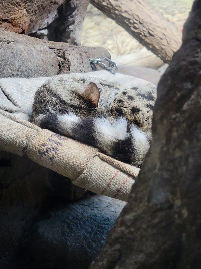 Cincinnati 5/22 - Night Hunters, large spotted genet exhibit #2