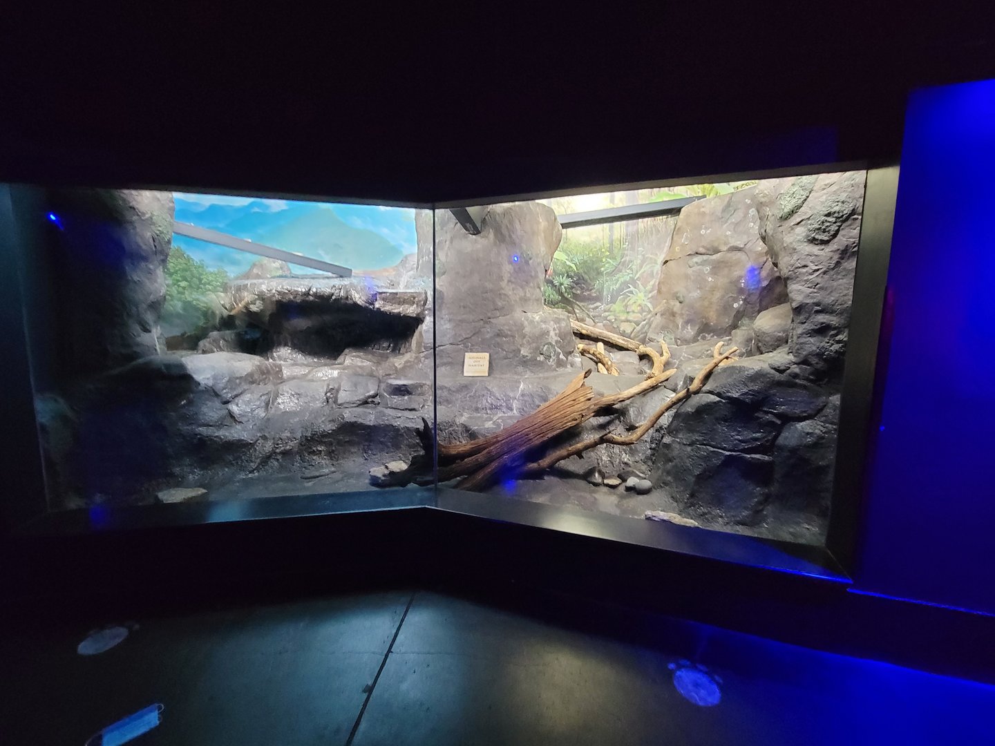 Cincinnati 5/22 - Night Hunters, ocelot exhibit #2 (empty)