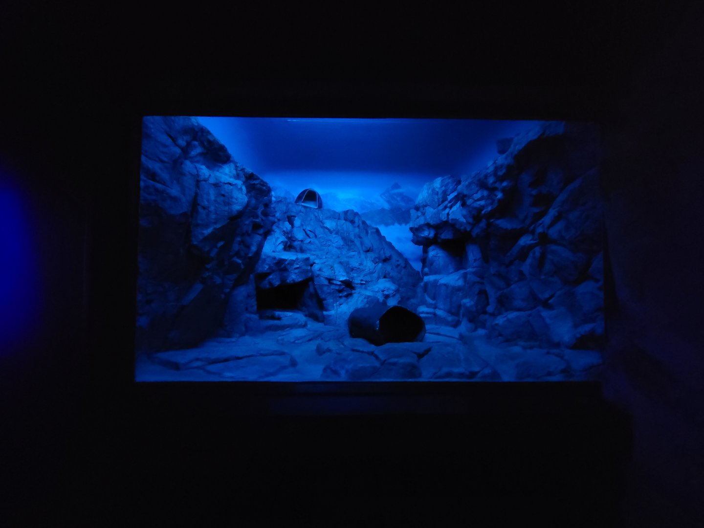 Cincinnati 5/22 - Night Hunters, Pallas's cat exhibit #1