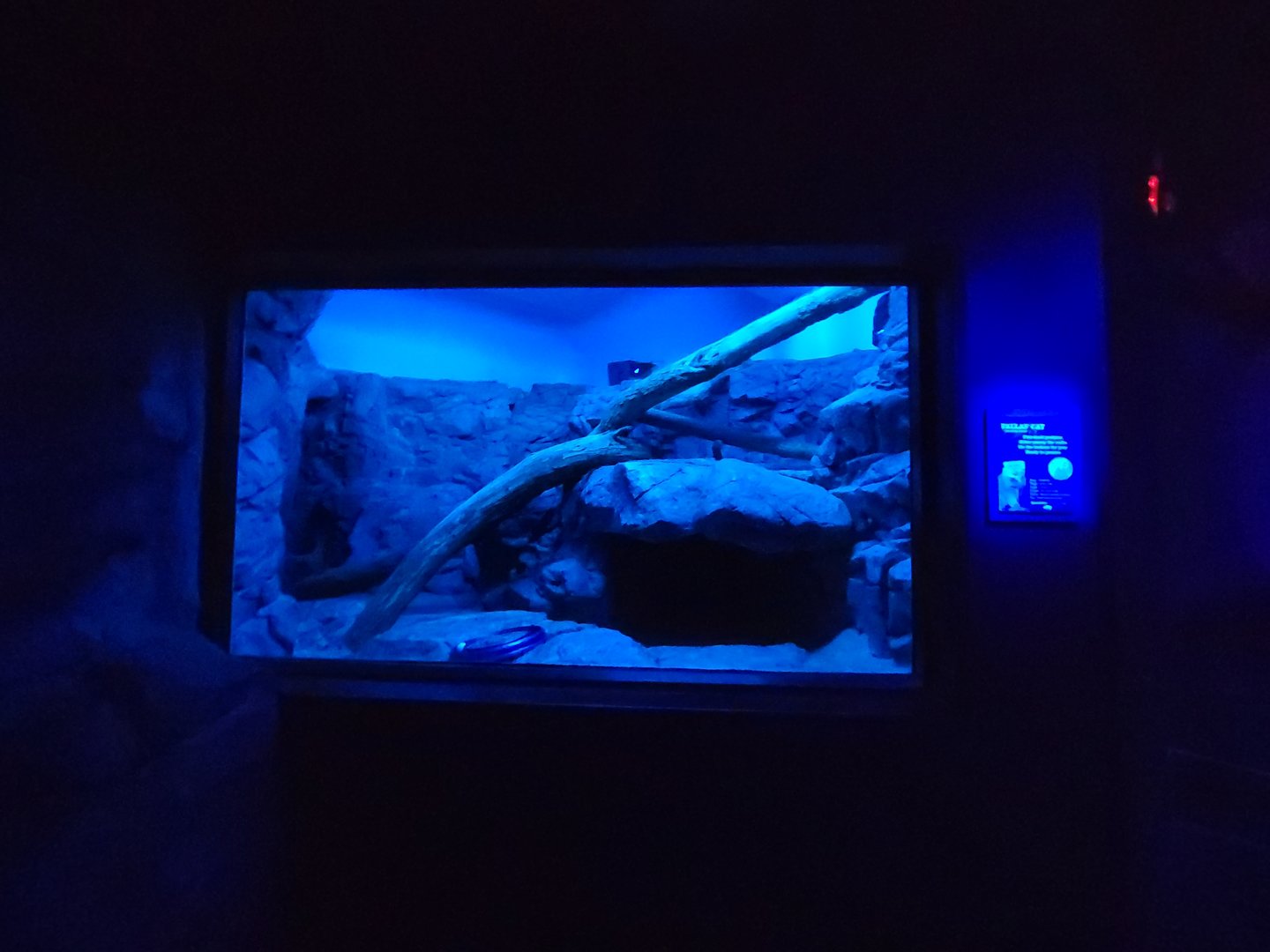 Cincinnati 5/22 - Night Hunters, Pallas's cat exhibit #2