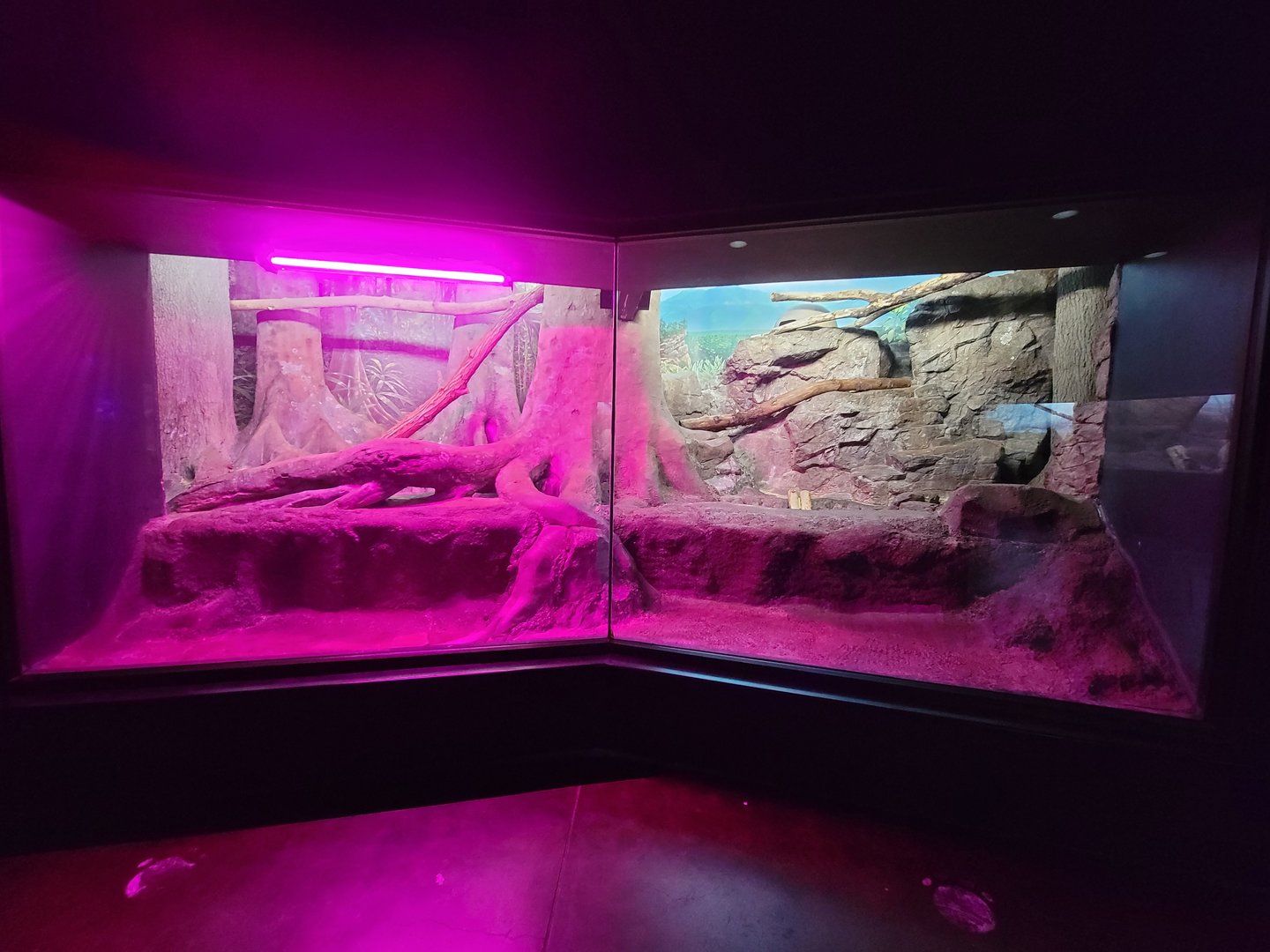 Cincinnati 5/22 - Night Hunters, Pallas's cat exhibit #3