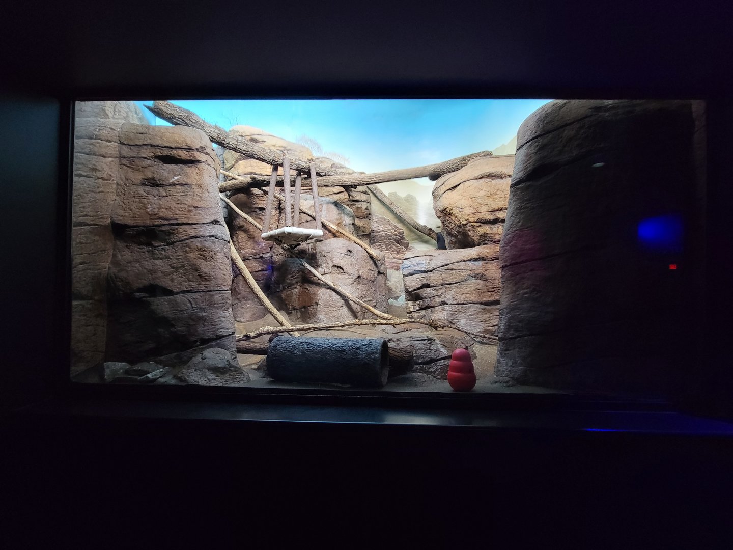 Cincinnati 5/22 - Night Hunters, ringtail exhibit #1