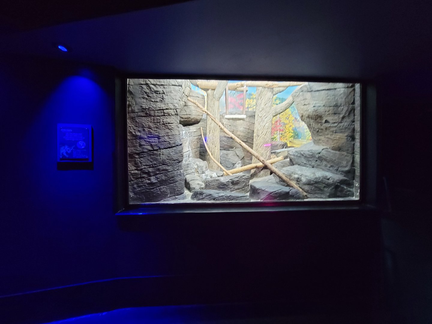 Cincinnati 5/22 - Night Hunters, ringtail exhibit #2