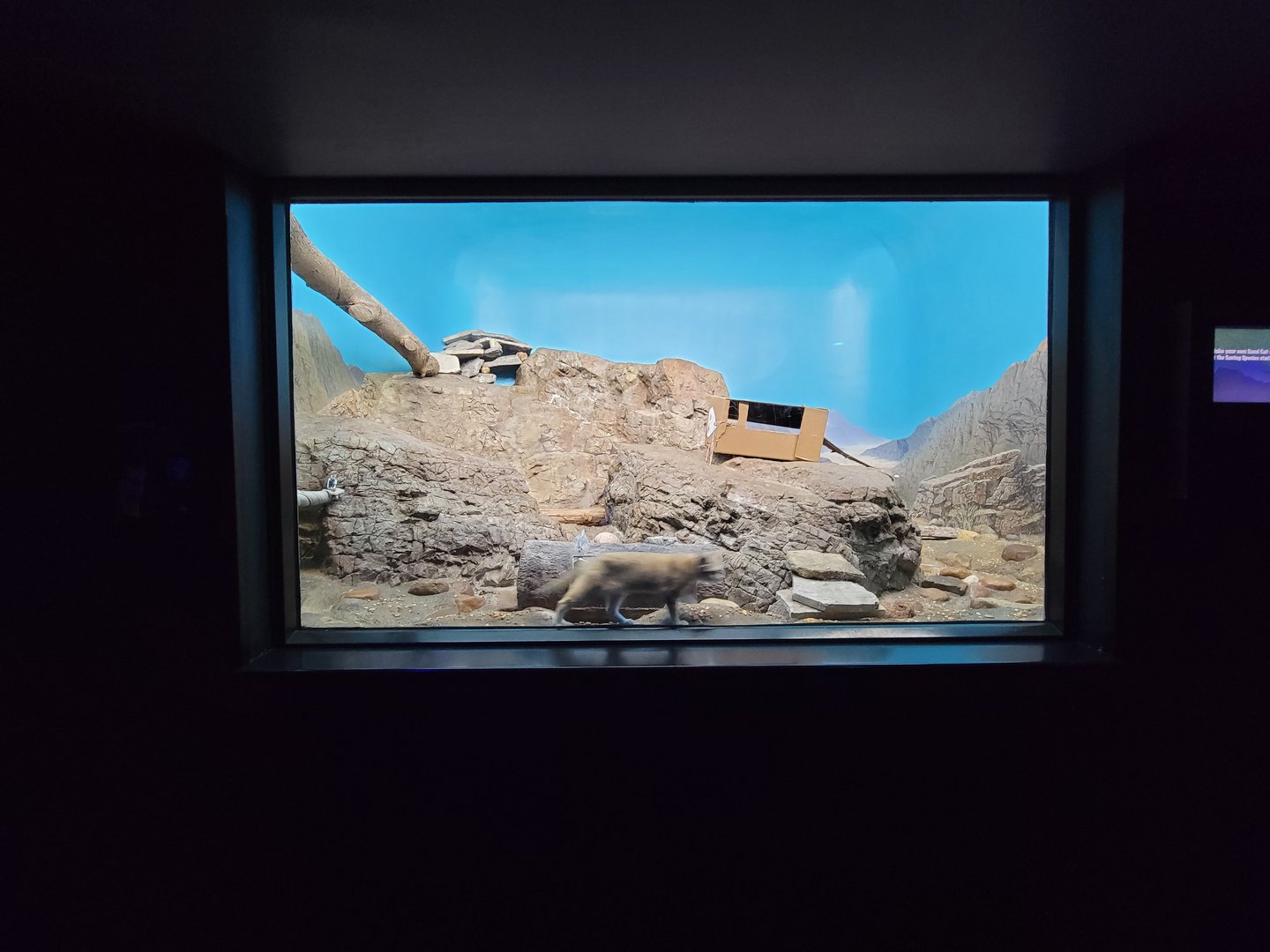 Cincinnati 5/22 - Night Hunters, sand cat