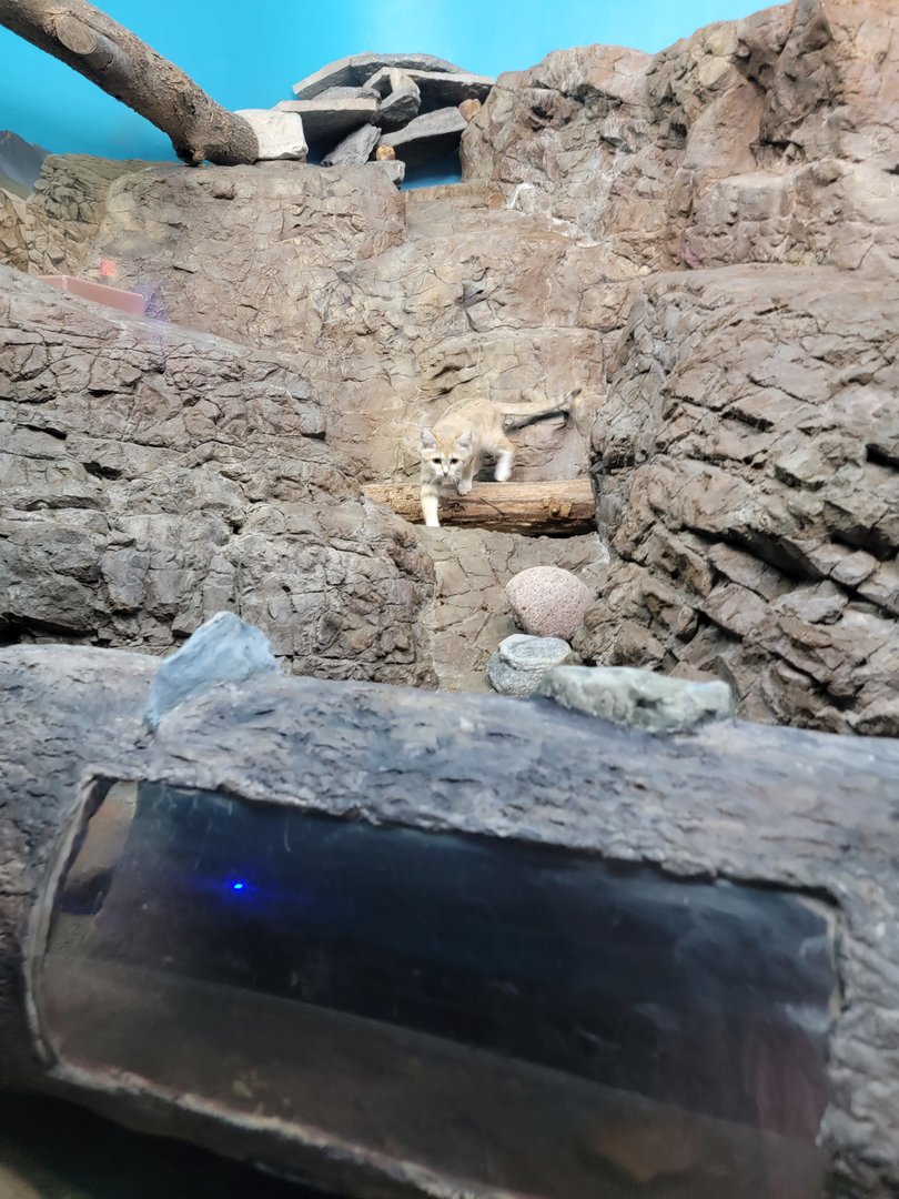 Cincinnati 5/22 - Night Hunters, sand cat