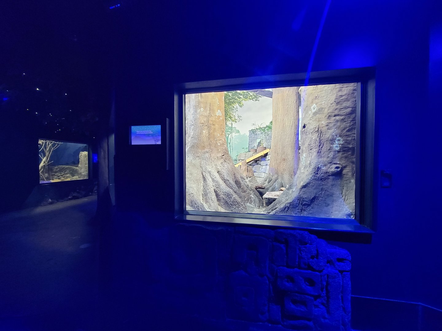 Cincinnati 5/22 - Night Hunters, southern Brazilian ocelot