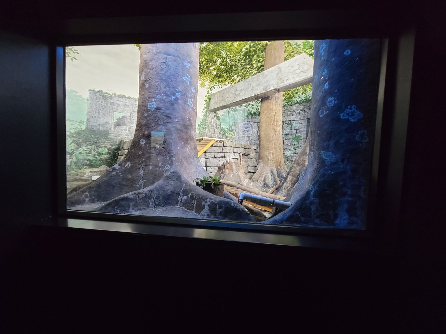 Cincinnati 5/22 - Night Hunters, southern Brazilian ocelot