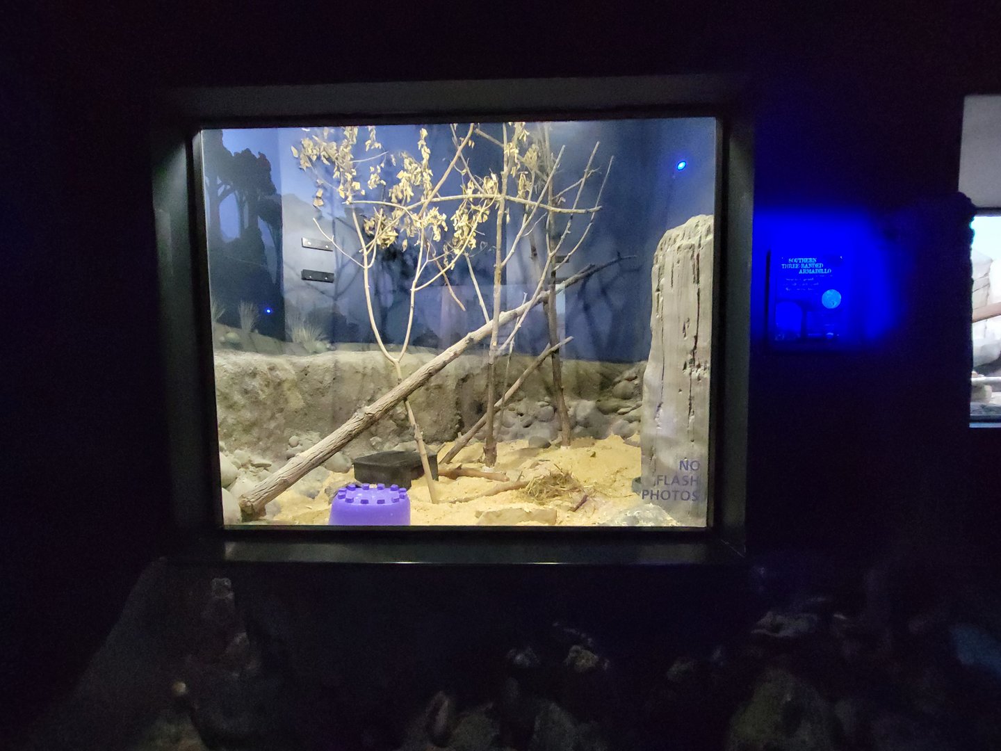 Cincinnati 5/22 - Night Hunters, southern three-banded armadillo