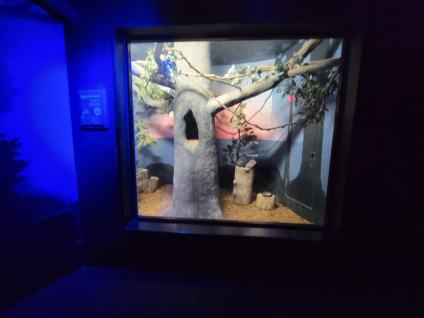 Cincinnati 5/22 - Night Hunters, tawny frogmouths