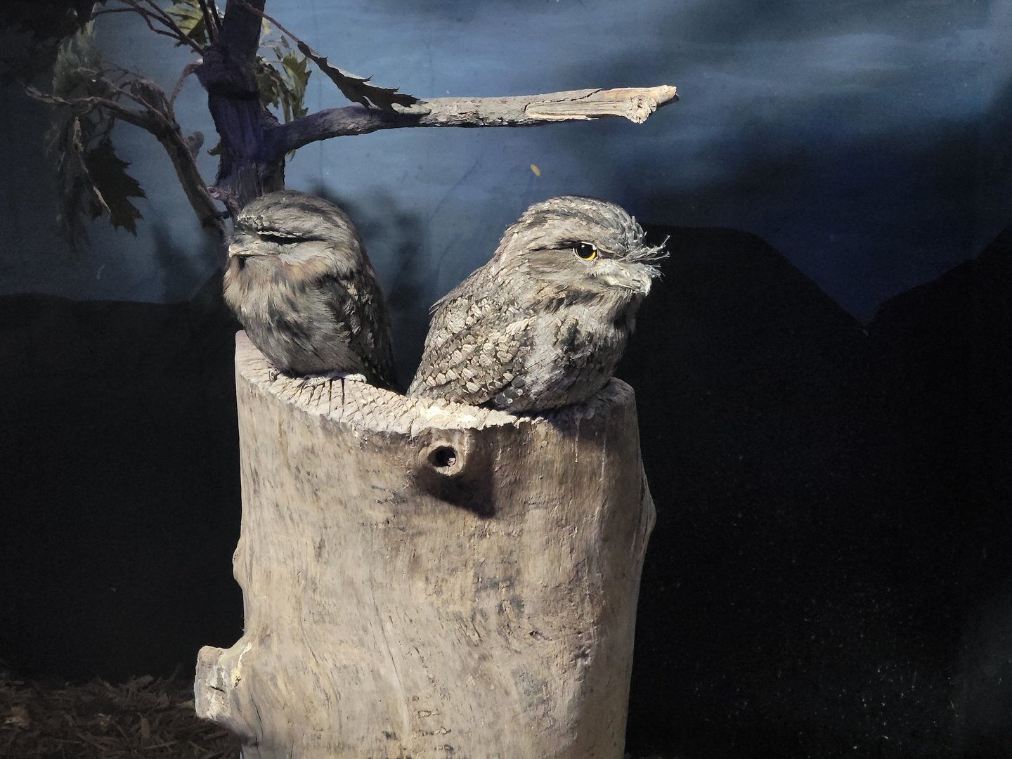 Cincinnati 5/22 - Night Hunters, tawny frogmouths