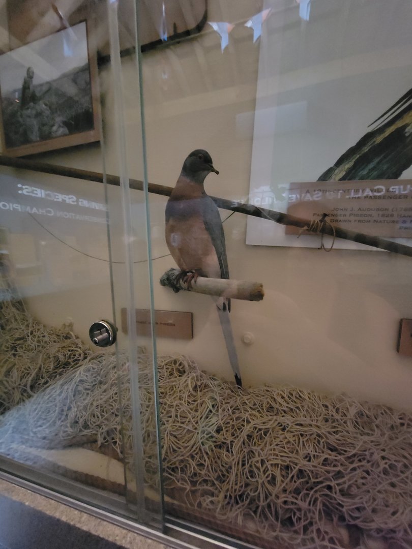 Cincinnati 5/22 - Passenger Pigeon Memorial, Martha