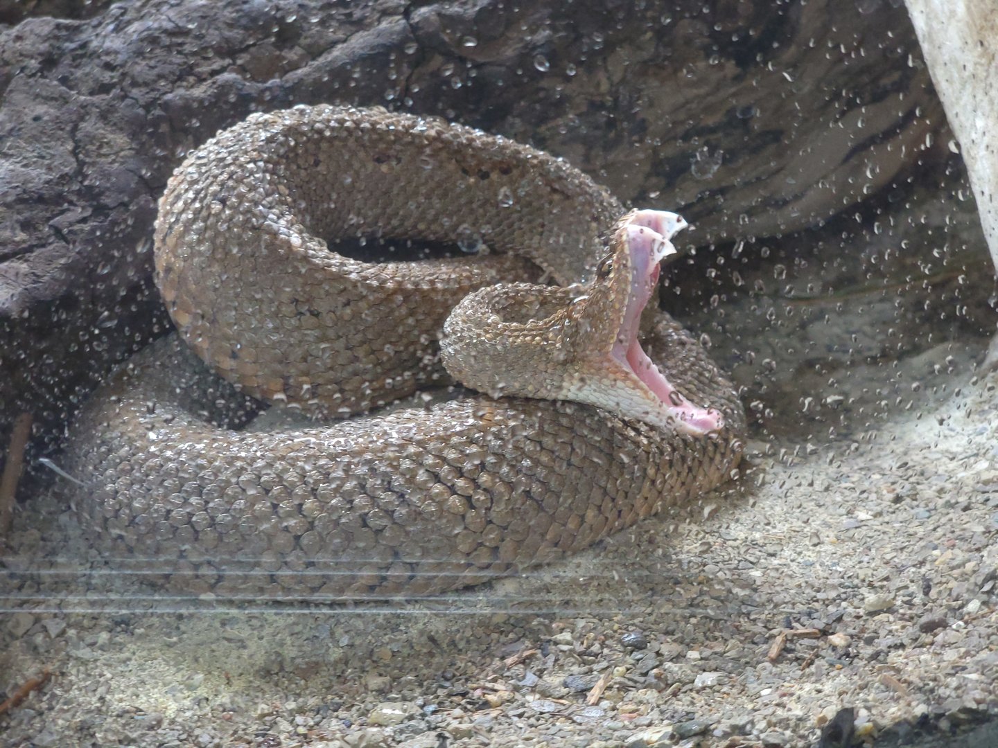 Cincinnati 5/22 - Reptile House, Aruba rattlesnake yawning