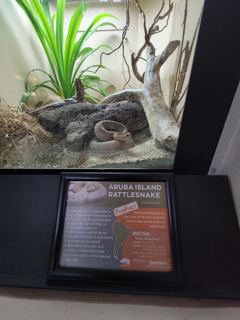 Cincinnati 5/22 - Reptile House, Aruba rattlesnake