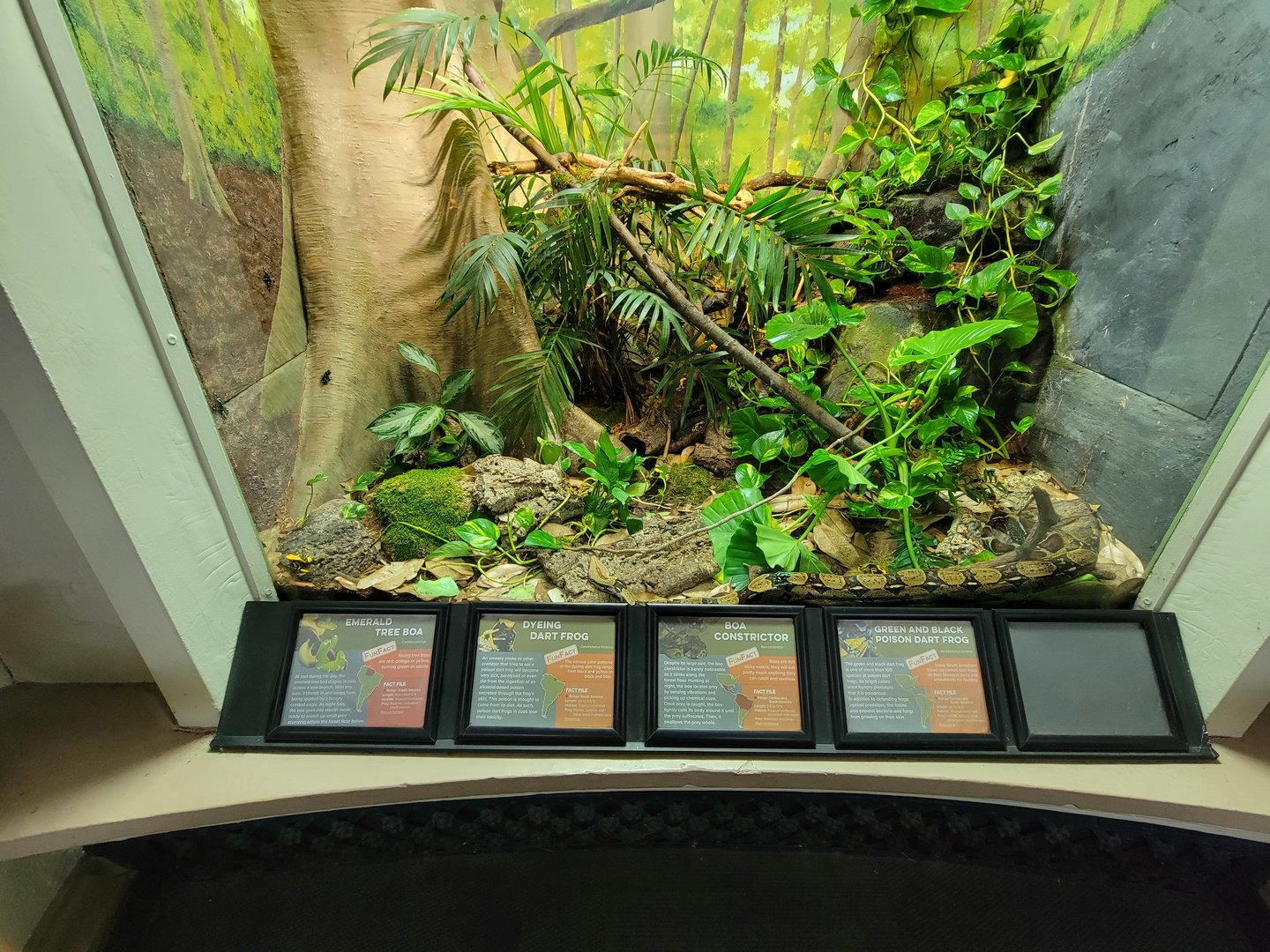 Cincinnati 5/22 - Reptile House, boa constrictor, emerald tree boa, green and black poison dart frog, dyeing poison dart frog