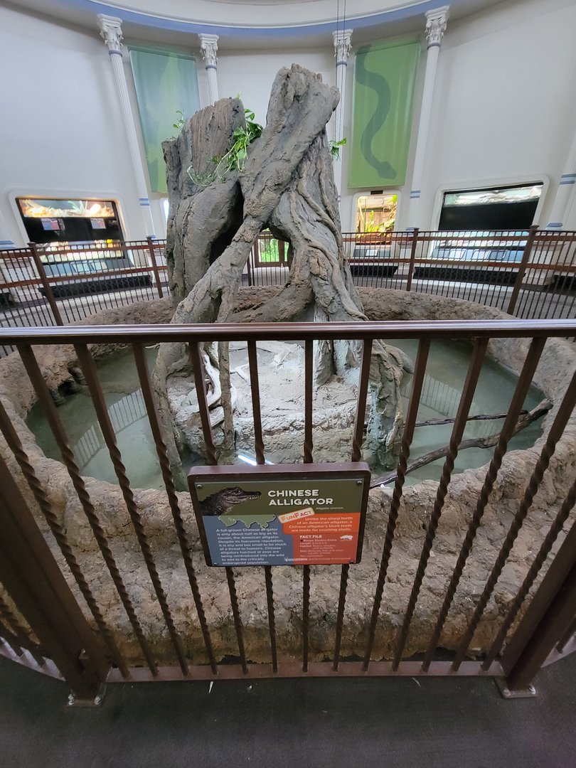 Cincinnati 5/22 - Reptile House, Chinese alligator