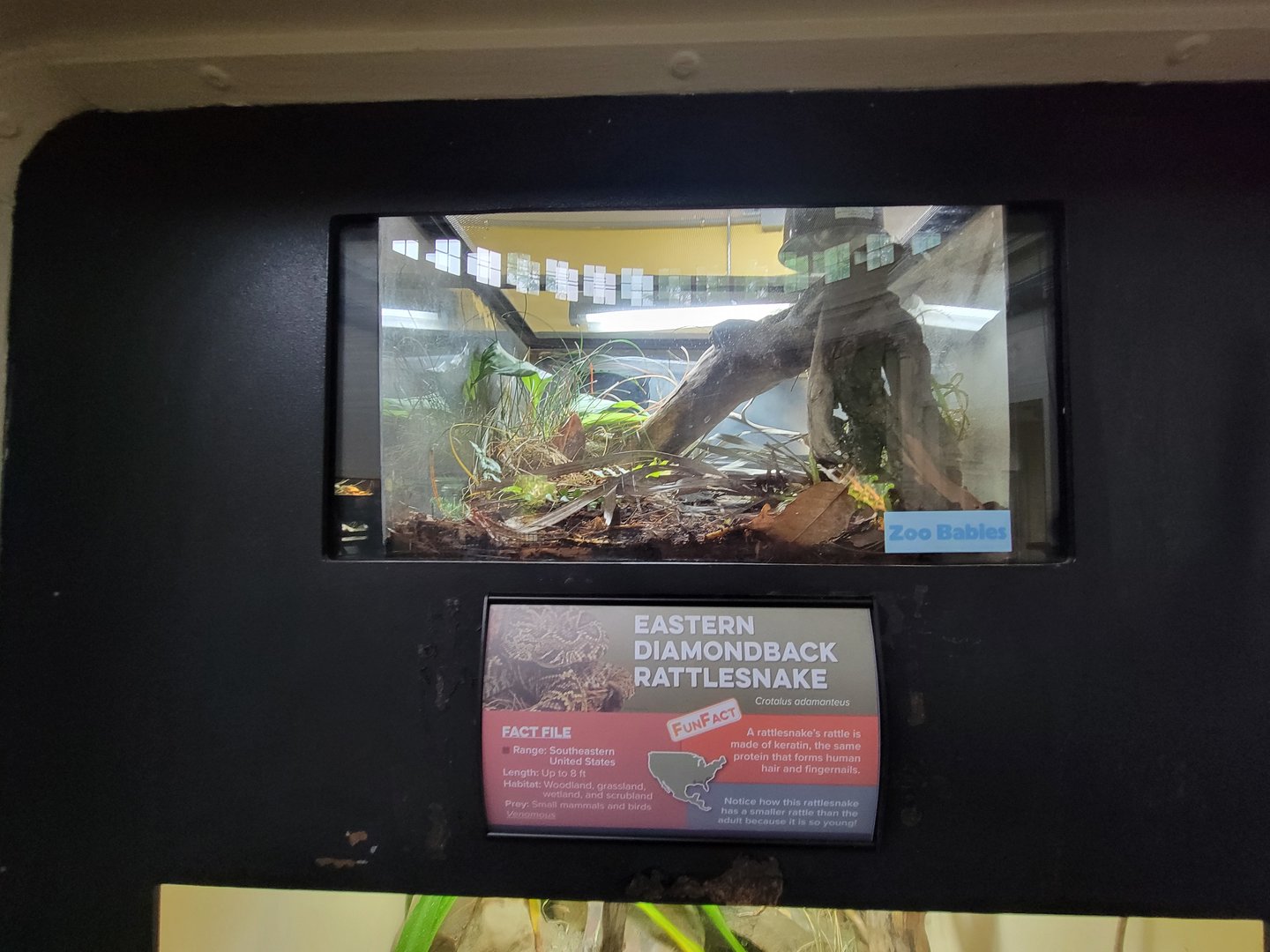 Cincinnati 5/22 - Reptile House, eastern diamondback rattlesnake zoo baby