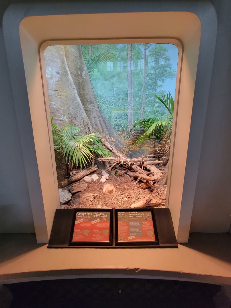 Cincinnati 5/22 - Reptile House, Florida pine snake, yellow rat snake, brown anole, eastern diamondback rattlesnake