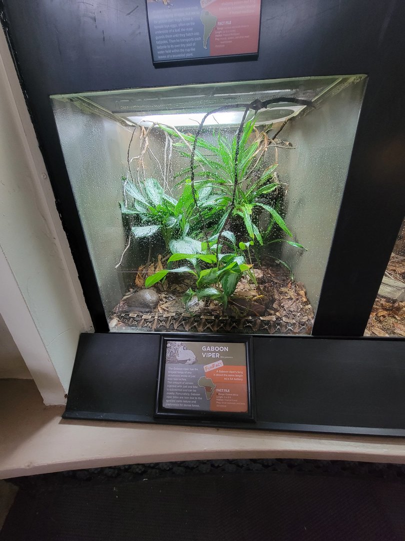 Cincinnati 5/22 - Reptile House, Gaboon viper (Bitis gabonica)