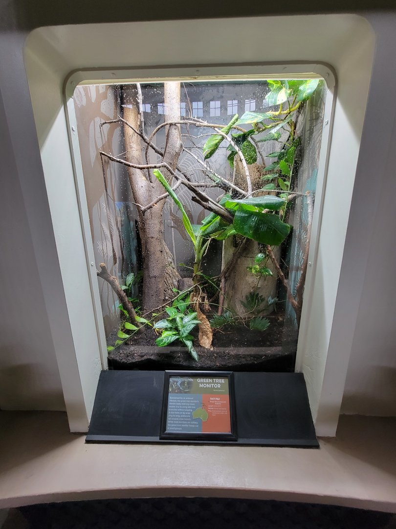 Cincinnati 5/22 - Reptile House, green tree monitor