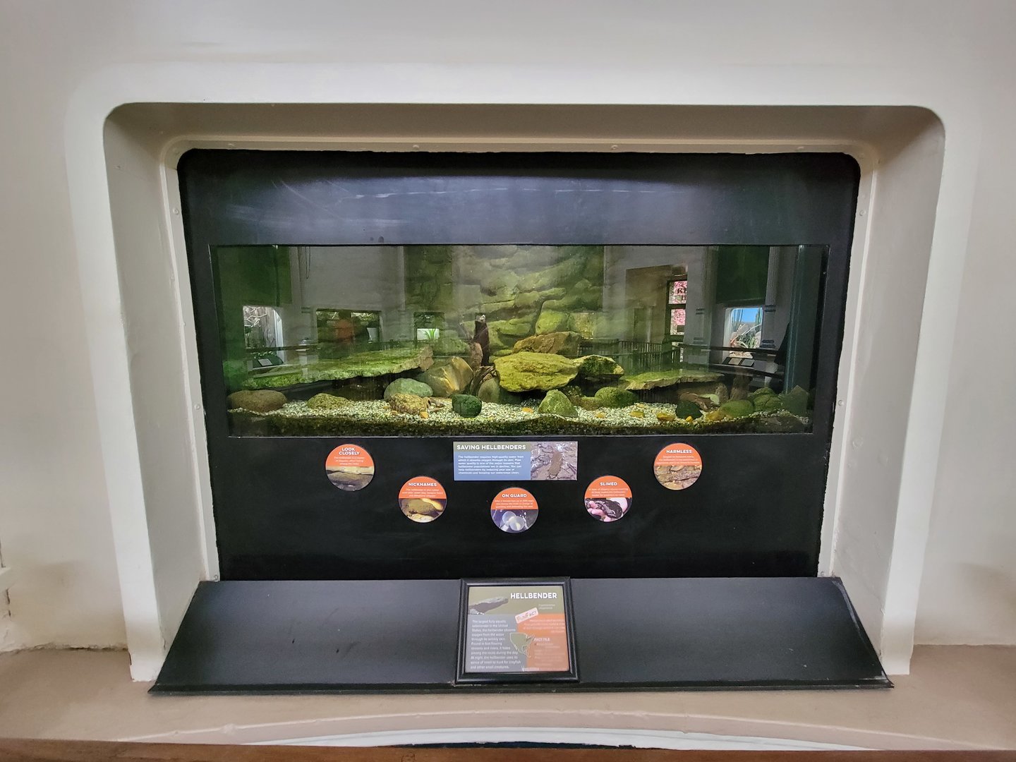 Cincinnati 5/22 - Reptile House, Hellbender