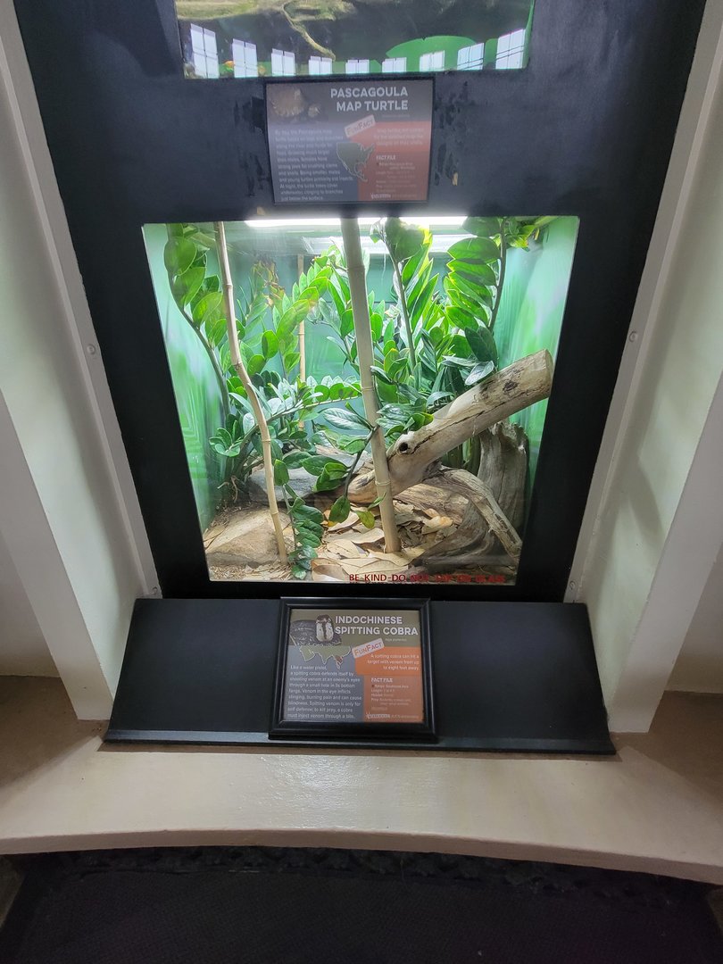 Cincinnati 5/22 - Reptile House, Indochinese spitting cobra