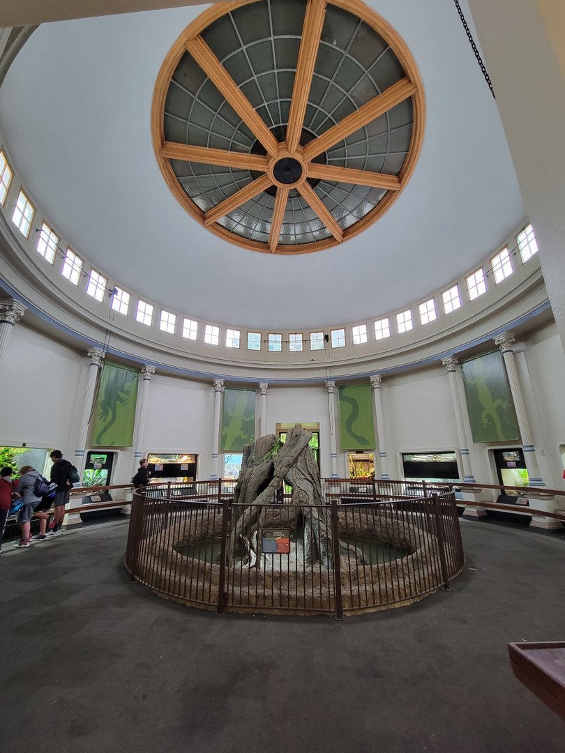 Cincinnati 5/22 - Reptile House, Inside entrance, Chinese alligators