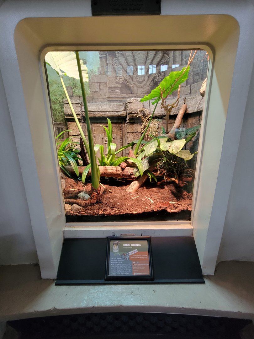 Cincinnati 5/22 - Reptile House, king cobra