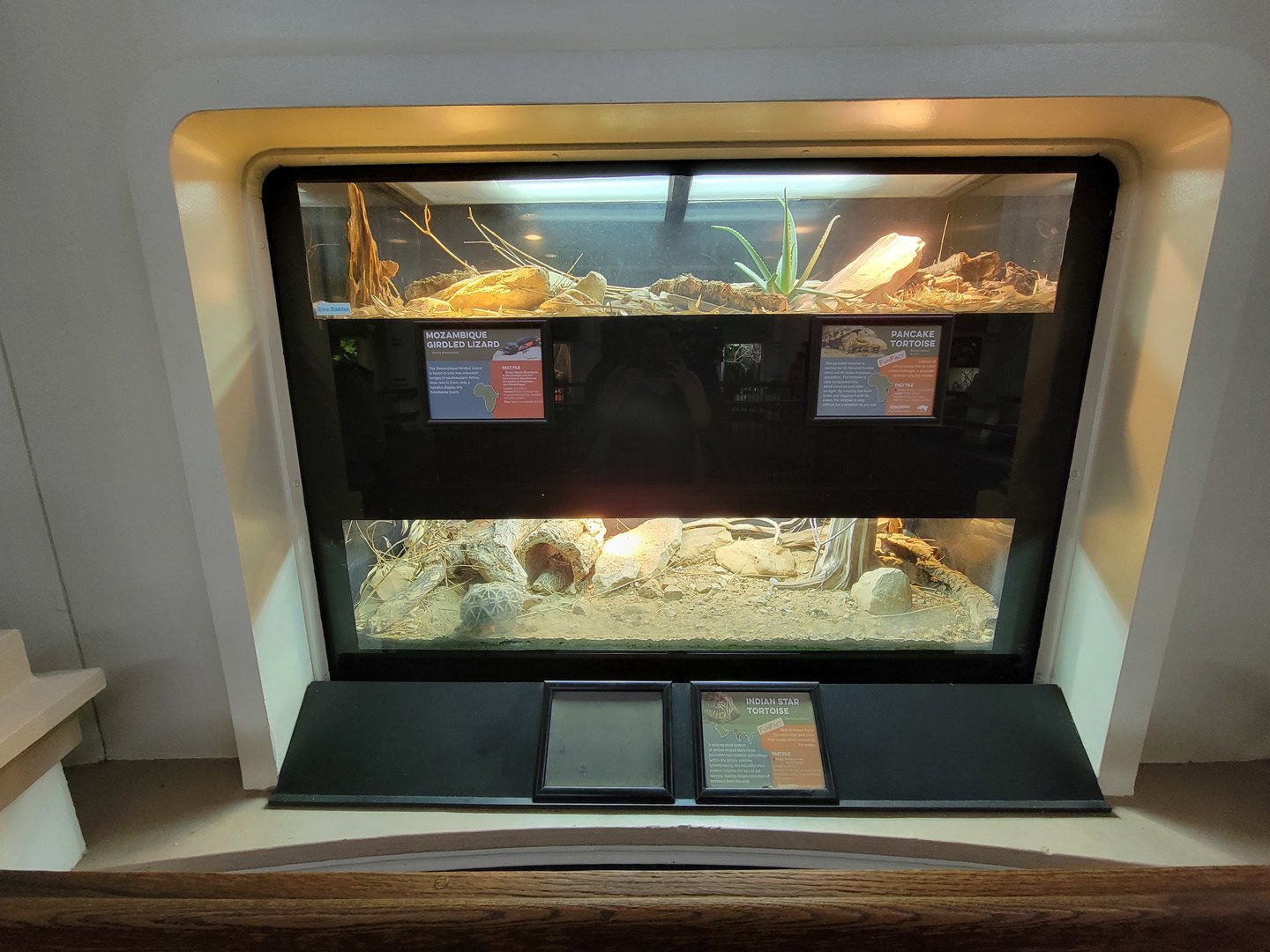 Cincinnati 5/22 - Reptile House, Mozambique girdled lizard, pancake tortoise / Indian star tortoise