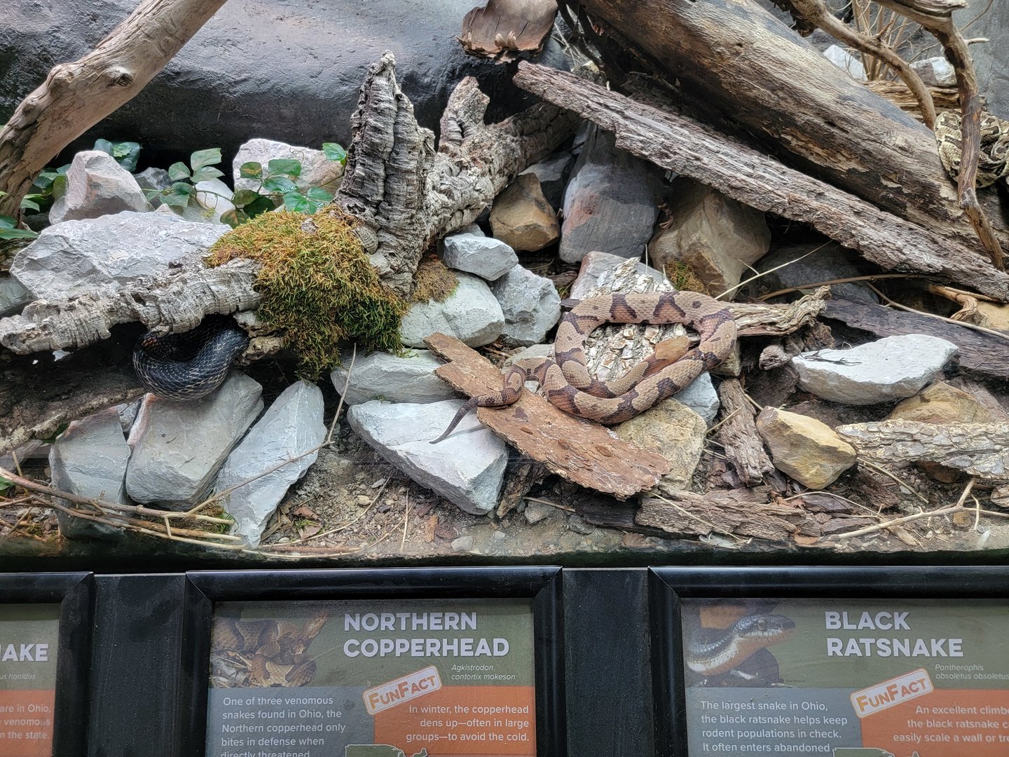 Cincinnati 5/22 - Reptile House, northern copperhead, black rat snake