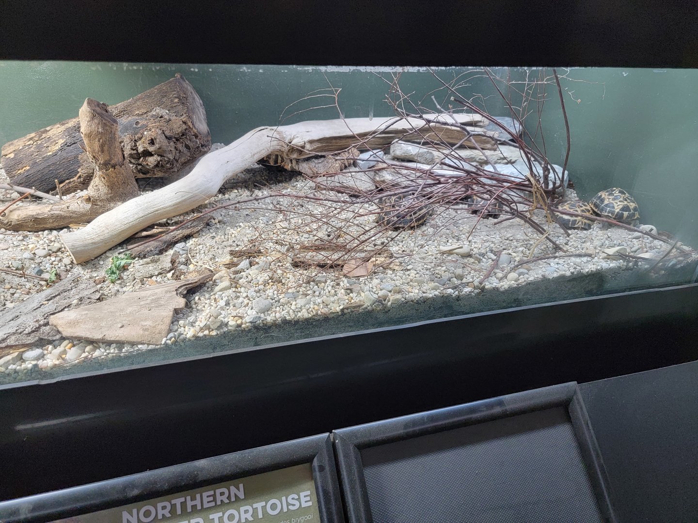 Cincinnati 5/22 - Reptile House, northern spider tortoises