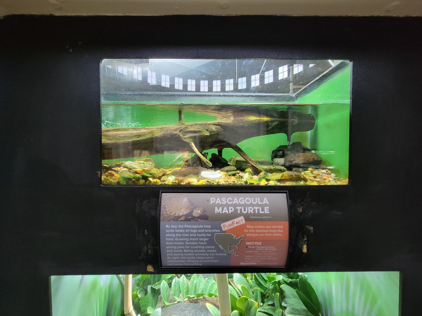 Cincinnati 5/22 - Reptile House, Pascagoula map turtle