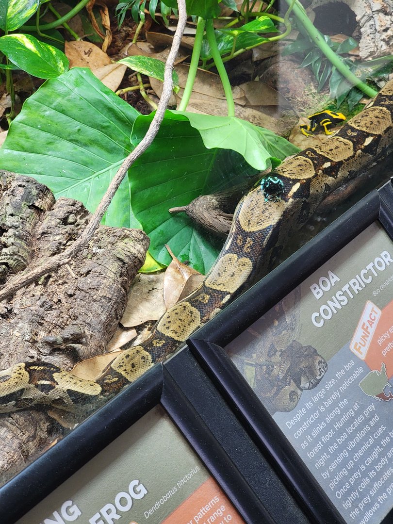 Cincinnati 5/22 - Reptile House, PDFs hitchin' a ride
