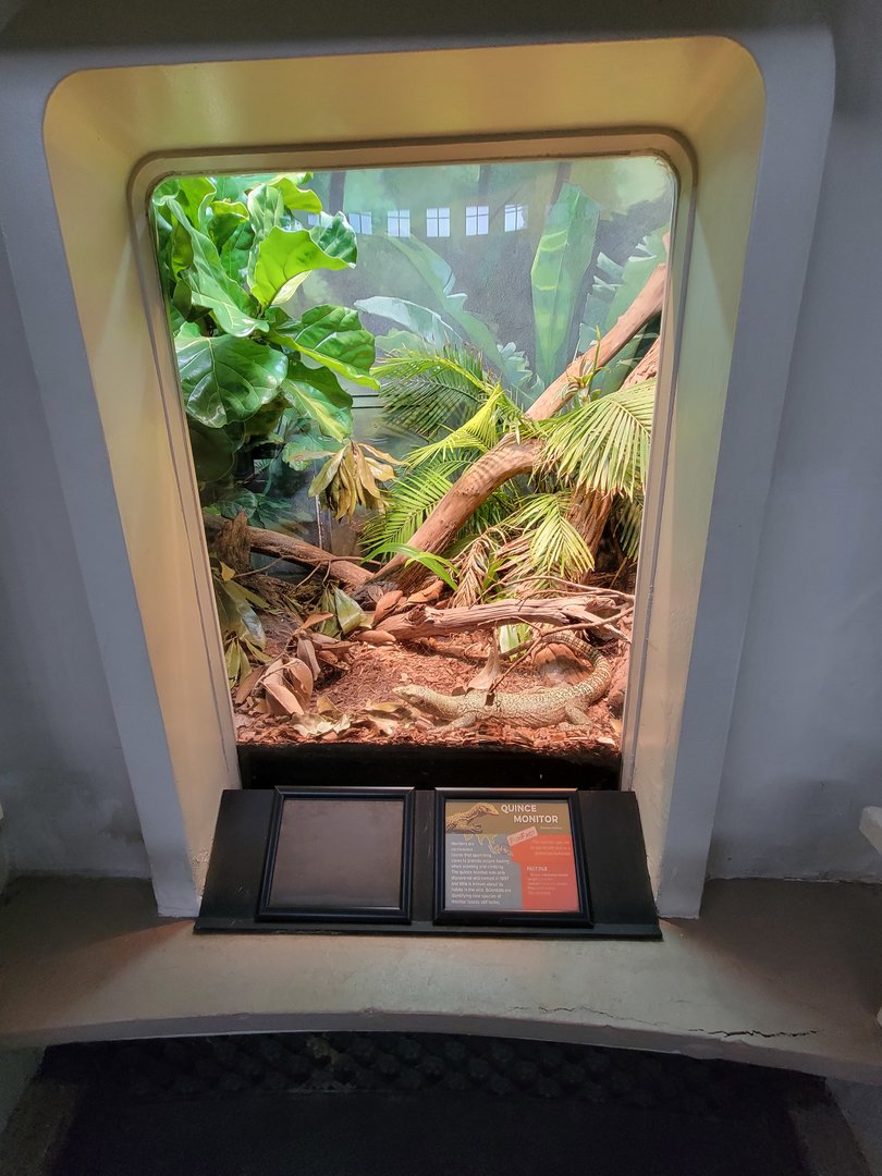 Cincinnati 5/22 - Reptile House, Quince monitor