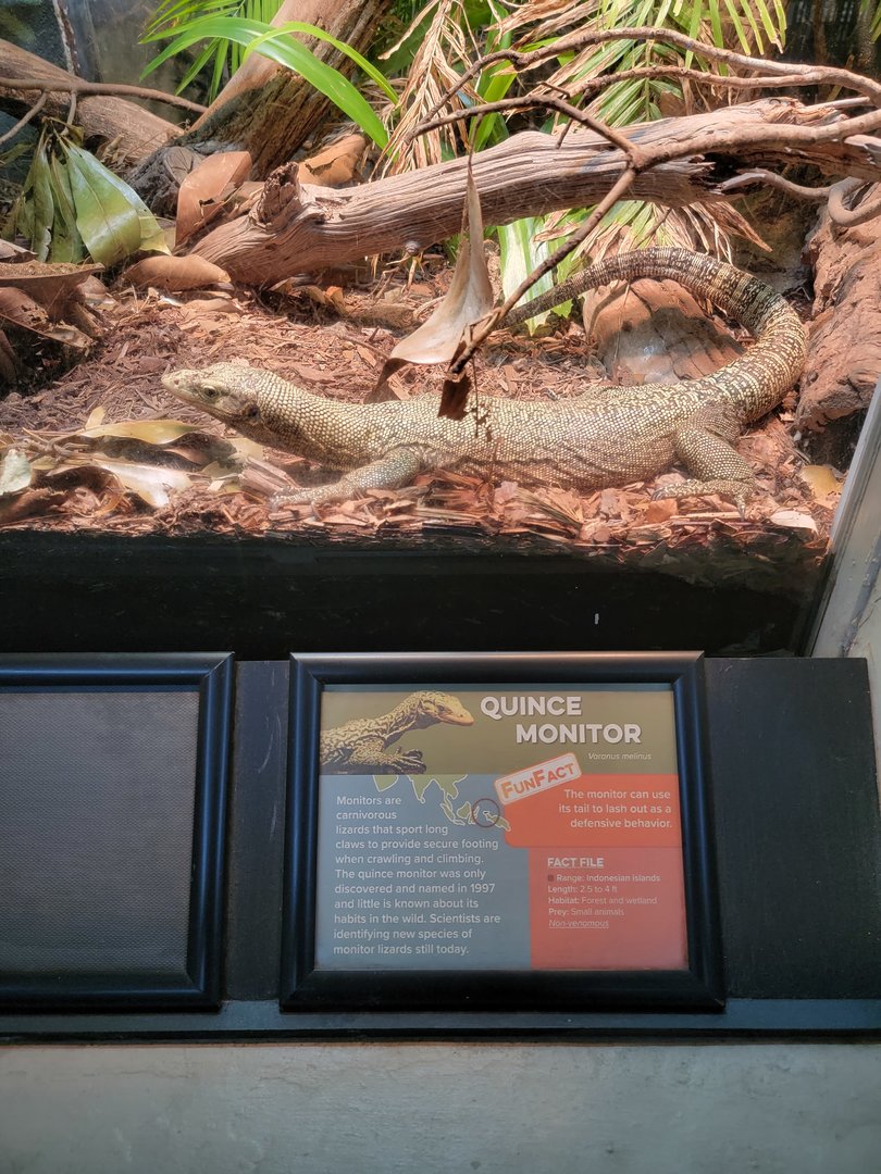Cincinnati 5/22 - Reptile House, Quince monitor