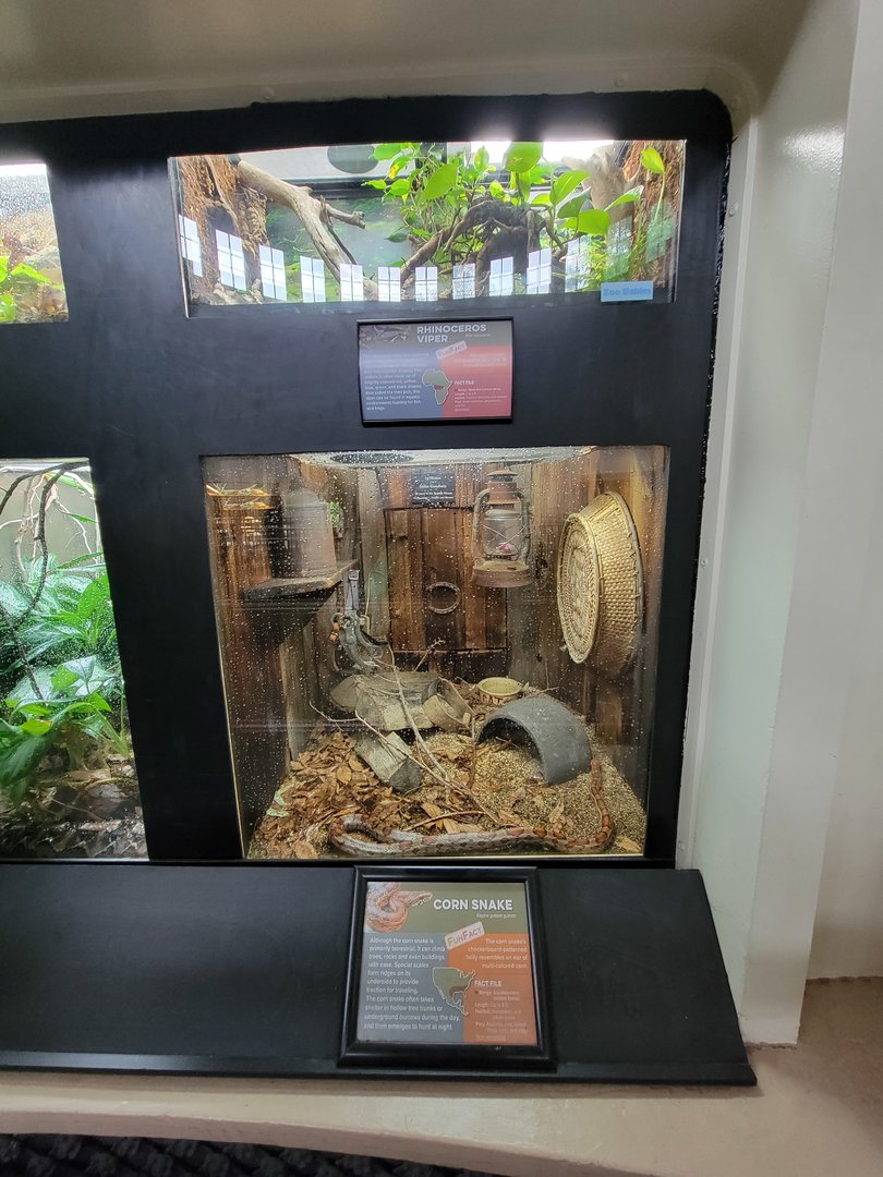 Cincinnati 5/22 - Reptile House, rhinoceros viper / corn snake