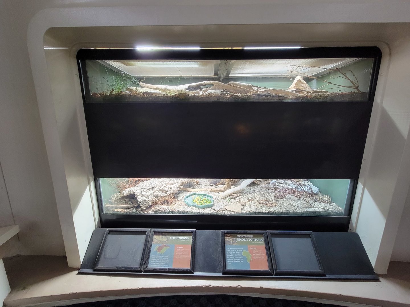 Cincinnati 5/22 - Reptile House, sheltopusik / northern spider tortoise