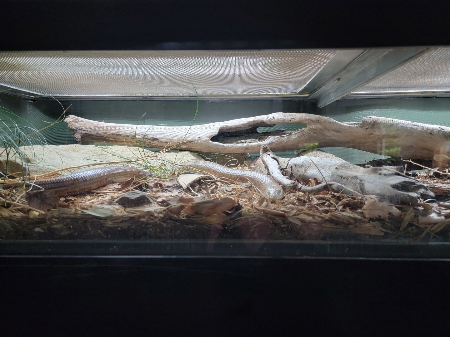 Cincinnati 5/22 - Reptile House, sheltopusik