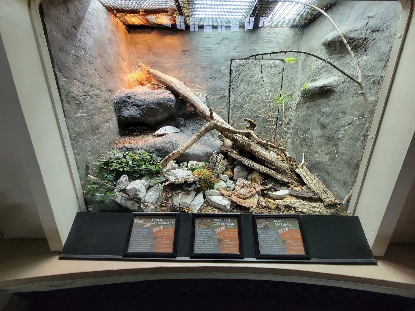 Cincinnati 5/22 - Reptile House, timber rattlesnake, northern copperhead, black rat snake