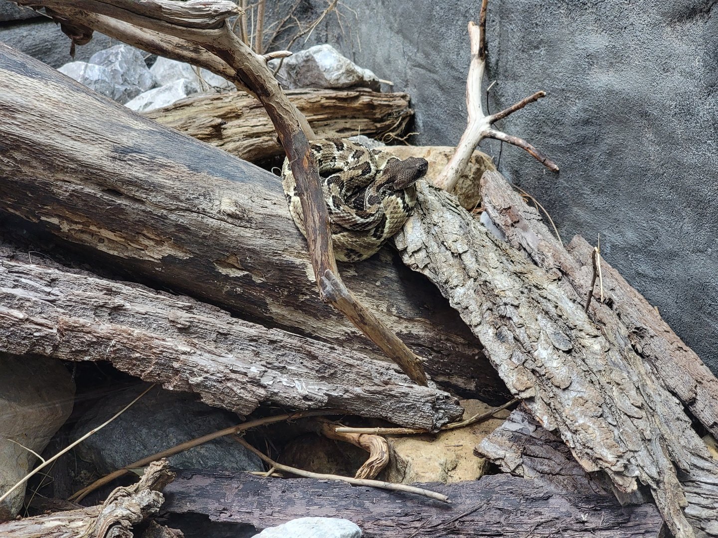 Cincinnati 5/22 - Reptile House, timber rattlesnake
