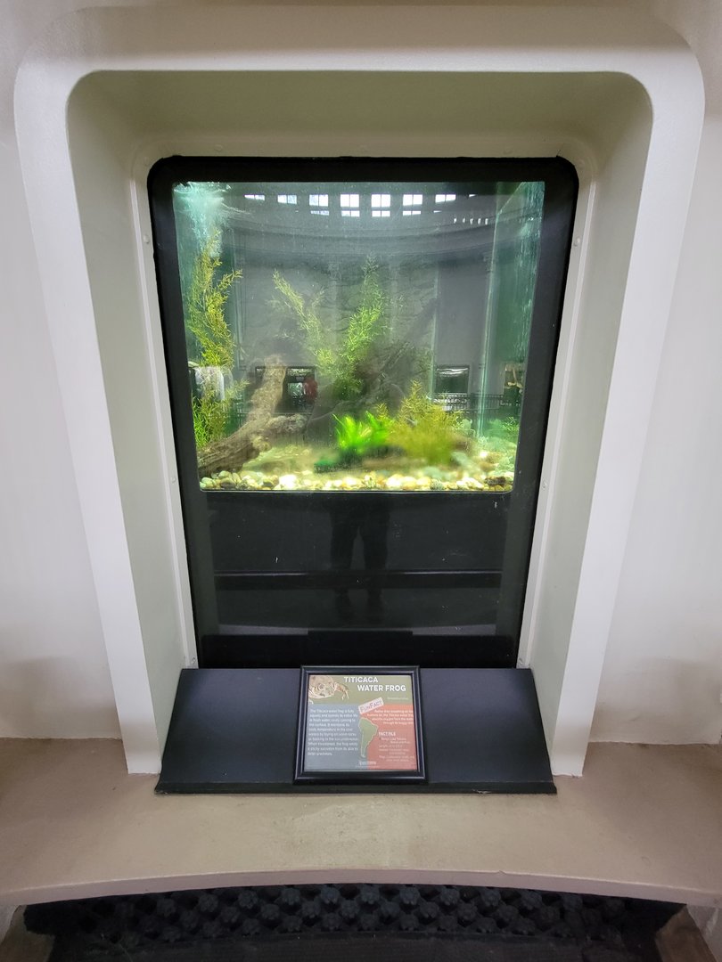 Cincinnati 5/22 - Reptile House, Titicaca water frogs