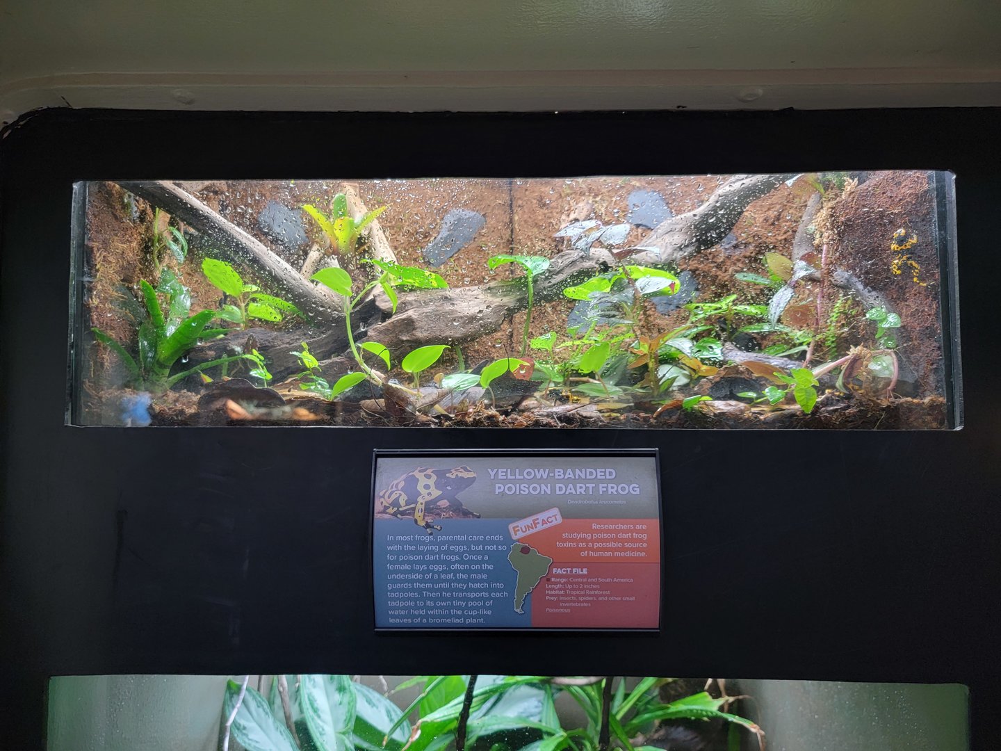Cincinnati 5/22 - Reptile House, yellow-banded poison dart frogs