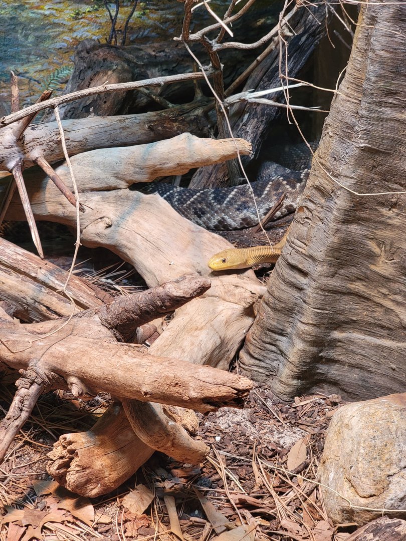 Cincinnati 5/22 - Reptile House, yellow rat snake and eastern diamondback rattlesnake