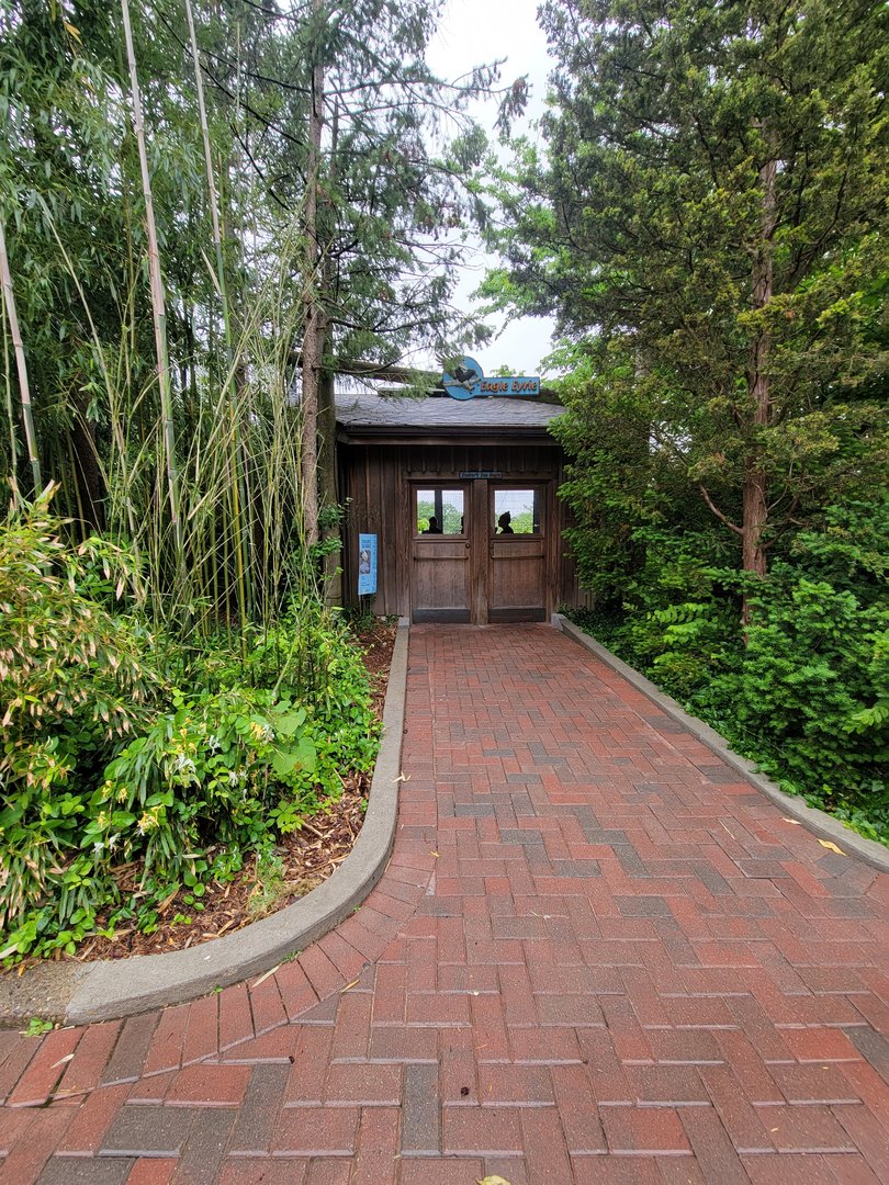 Cincinnati 5/22 - Steller's sea eagle