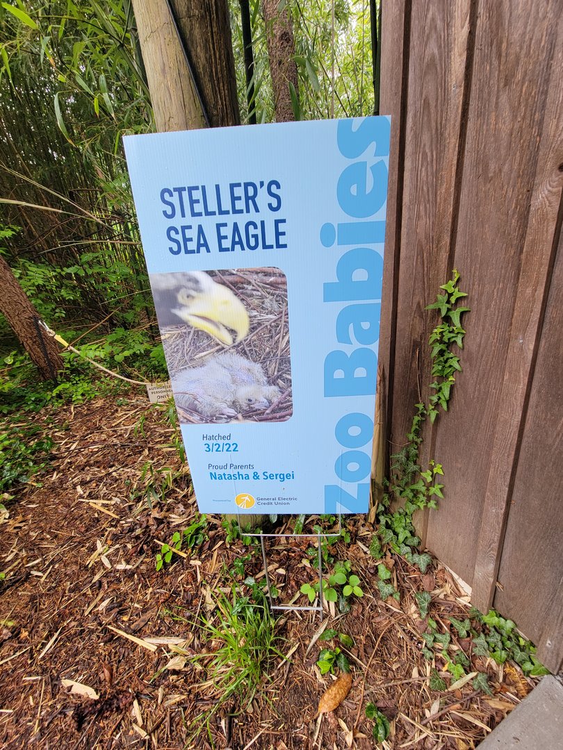 Cincinnati 5/22 - Steller's sea eagle