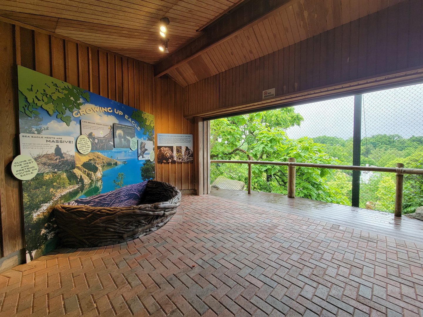 Cincinnati 5/22 - Steller's sea eagle